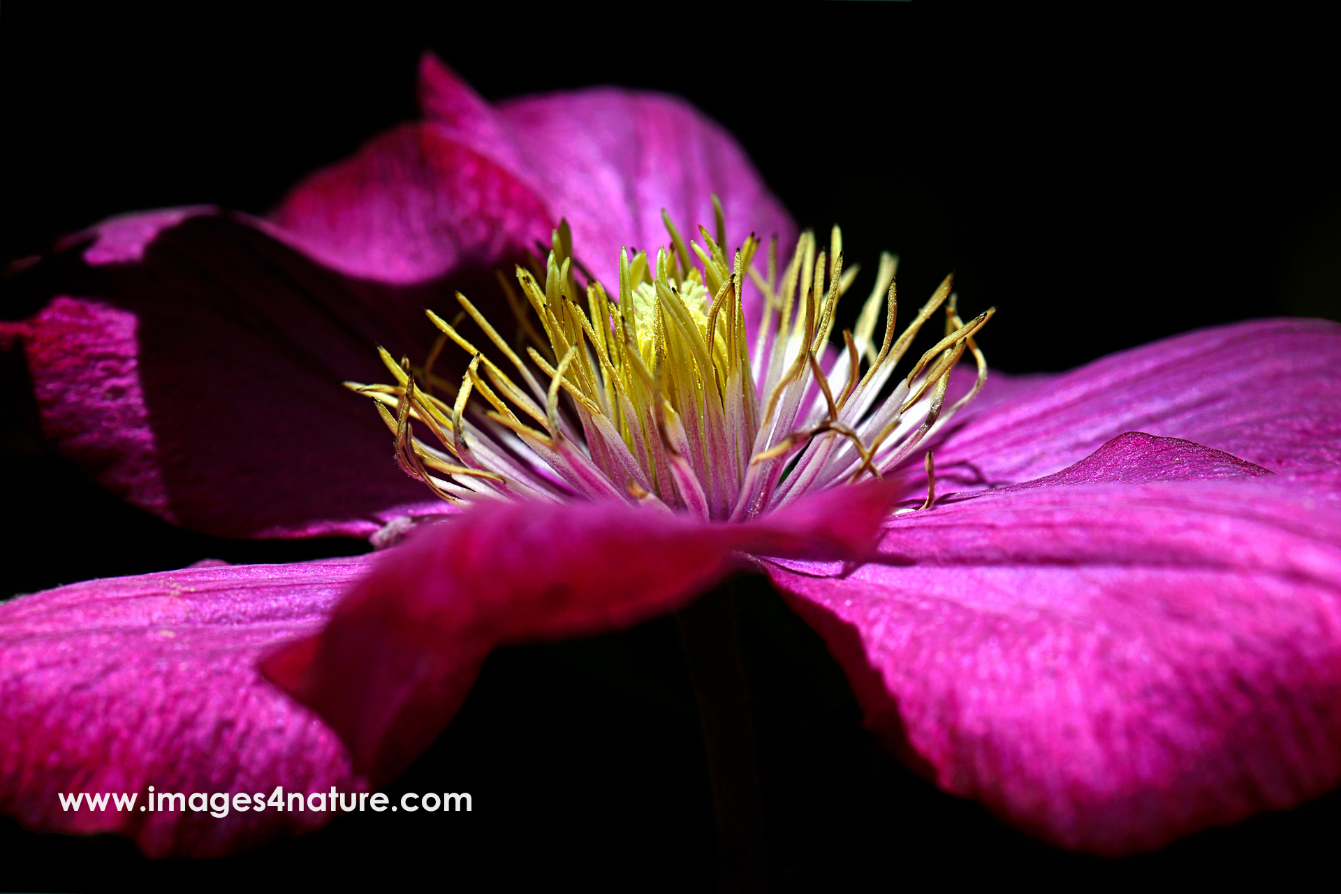 Macro image of magenta colored clematis flower