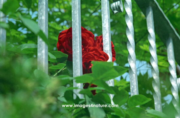 Three red rose flowers behind metal bars