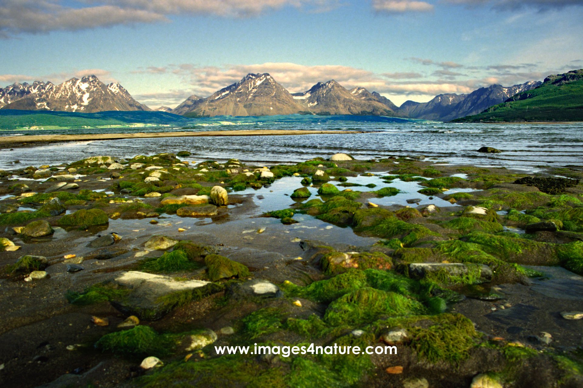 Stones and seaweed at ebb tide with fjord and mountain range