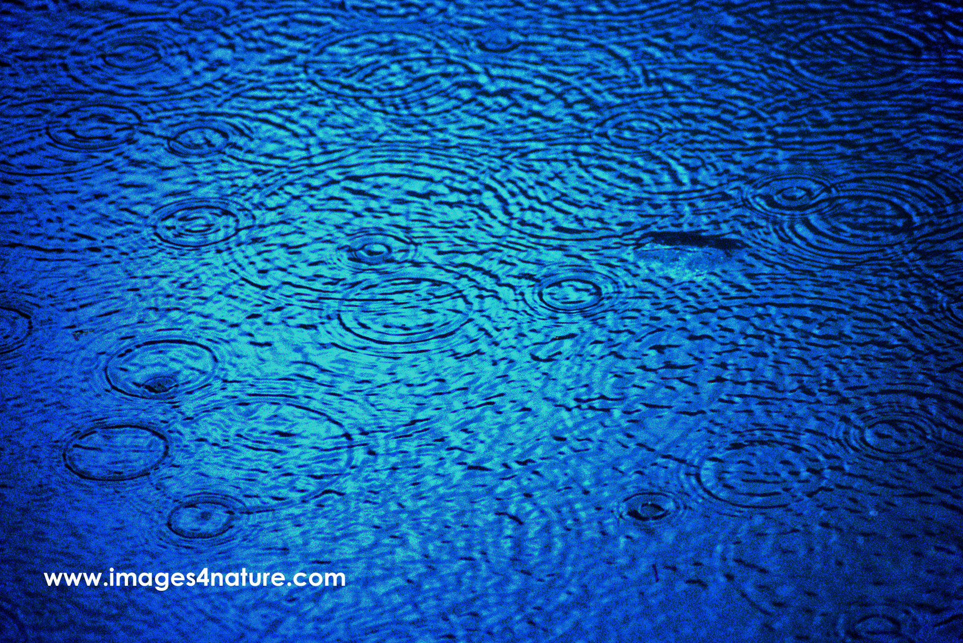 Raindrops forming circles on a dark blue water surface