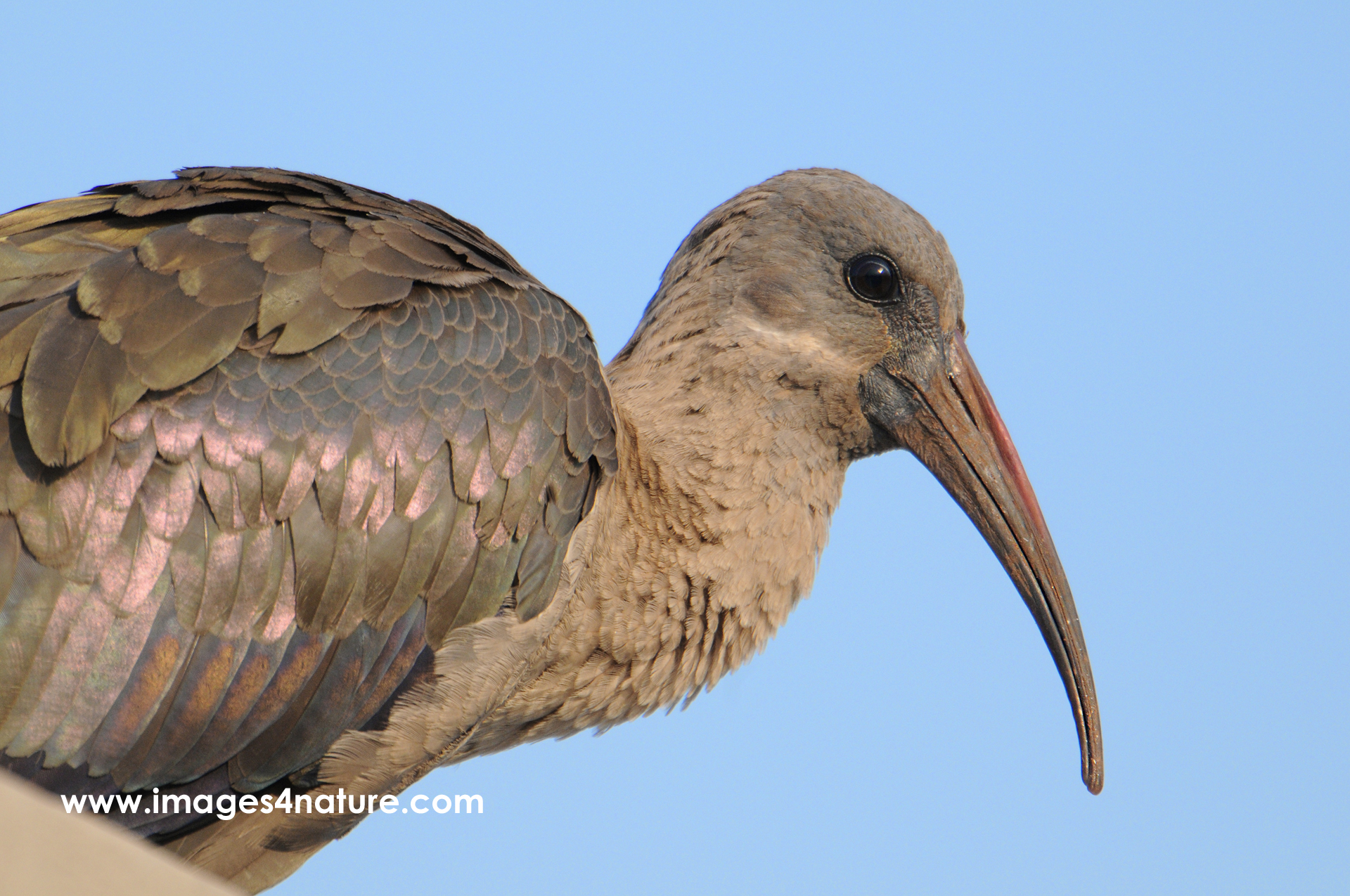 Hadeda ibis with shining feathers and long beak against blue sky