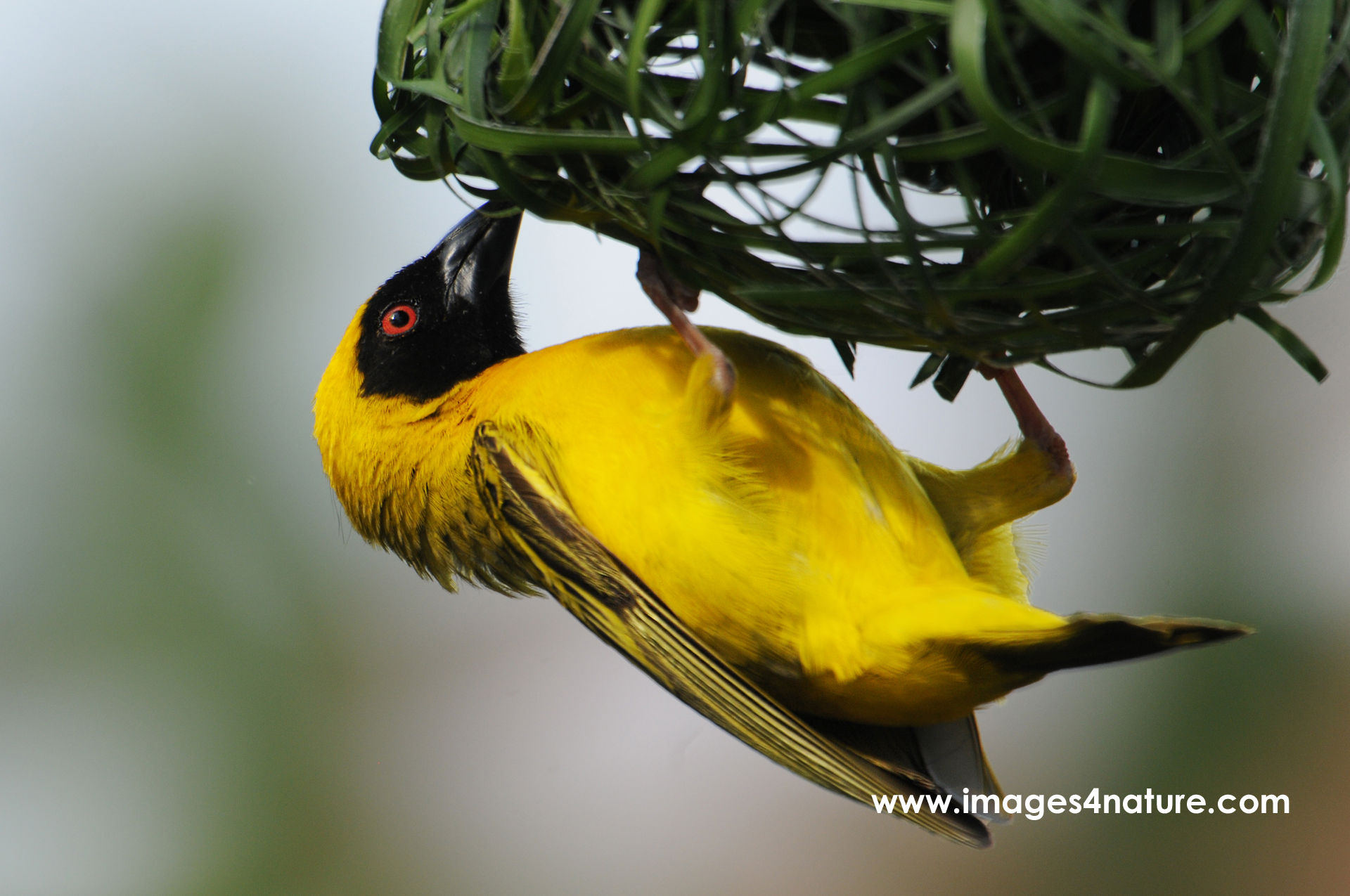 Yellow weaverbird artistically building a green nest using its beak