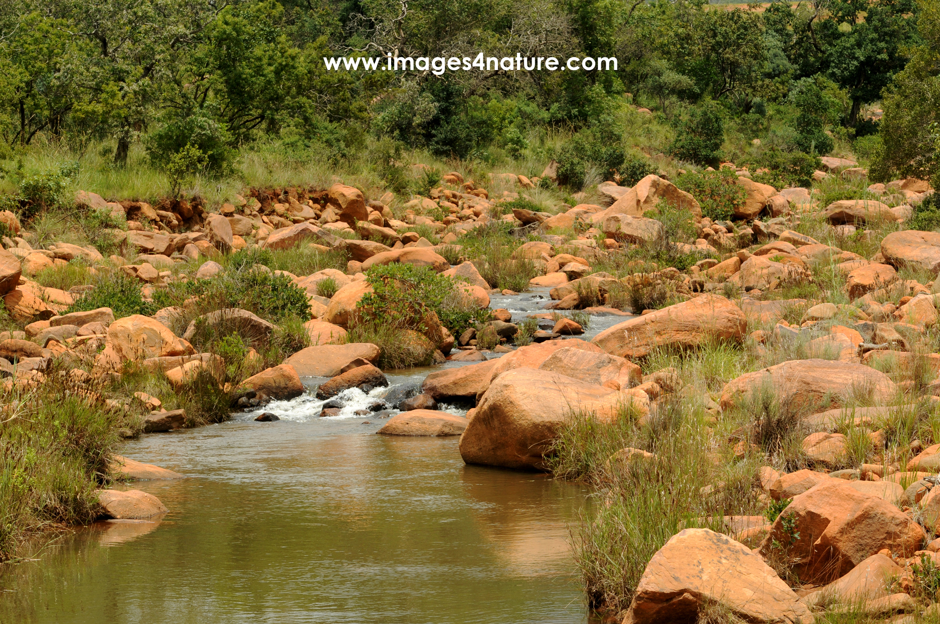 Small stream flowing through green bushland with red rocks