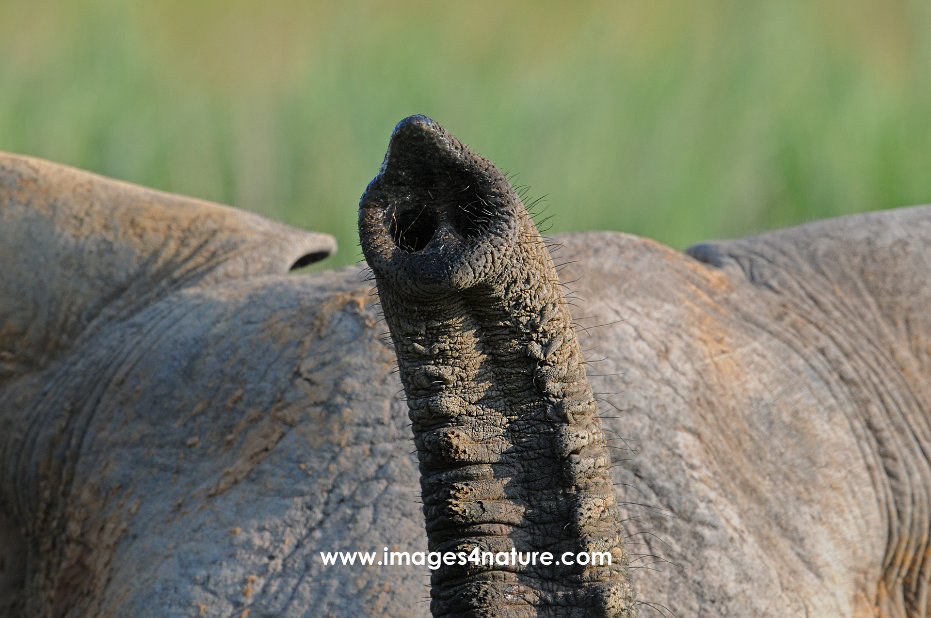 Close-up of a trunk held up above elephants grey head and ears