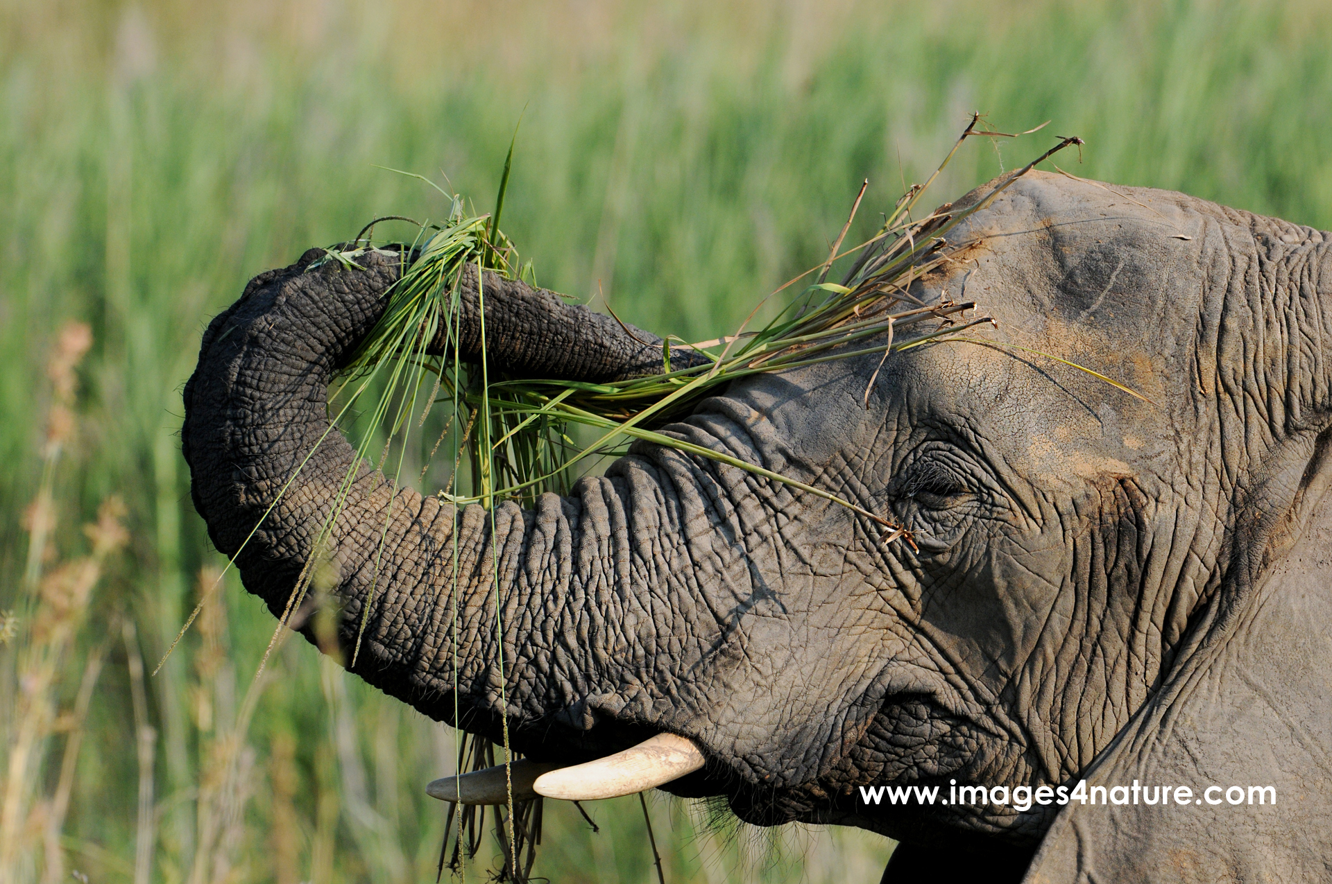 Portrait of young elephant feeding on green grass with its trunk