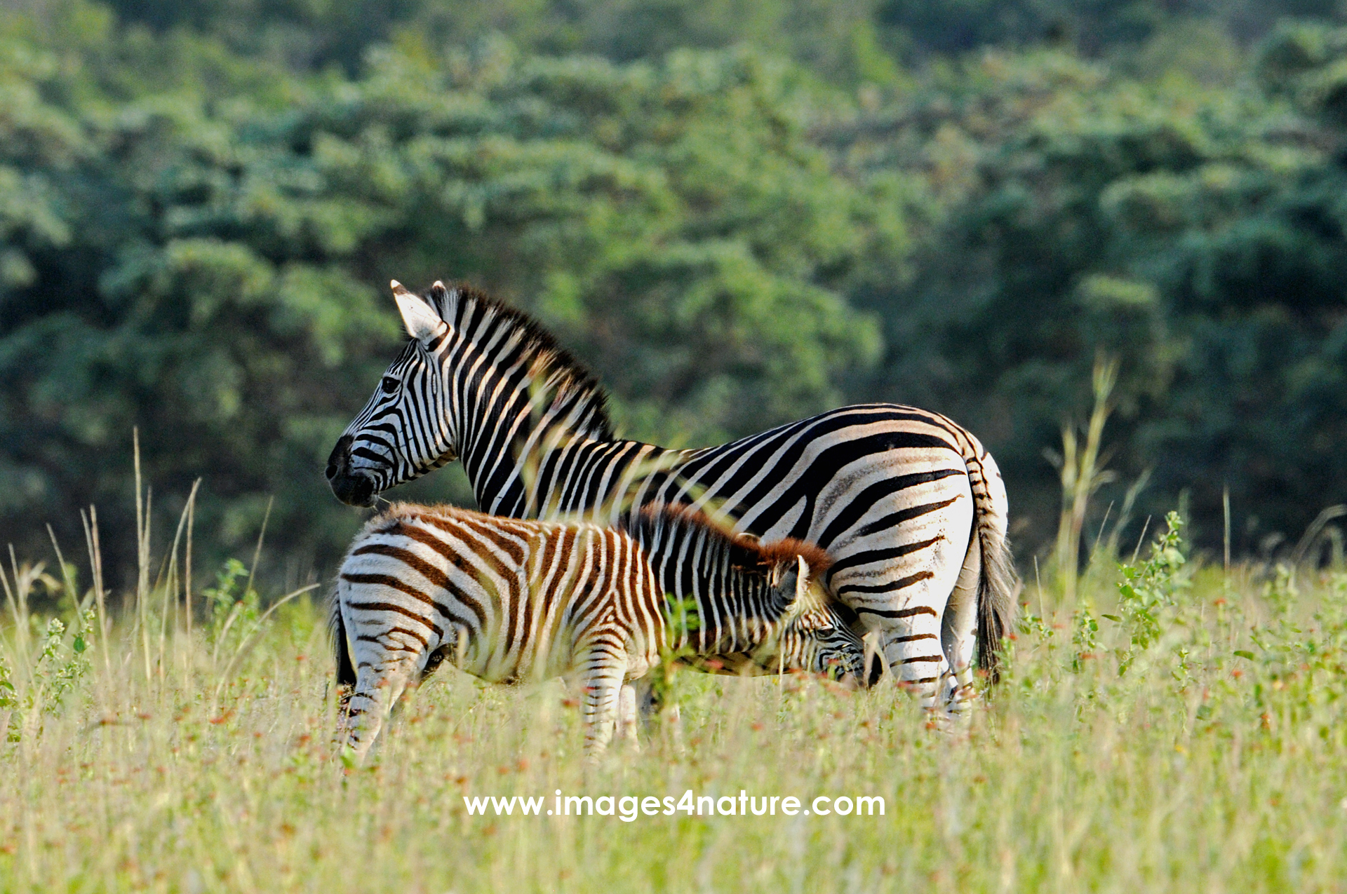 Zebra toddler trying to drink milk from its mother in high grass