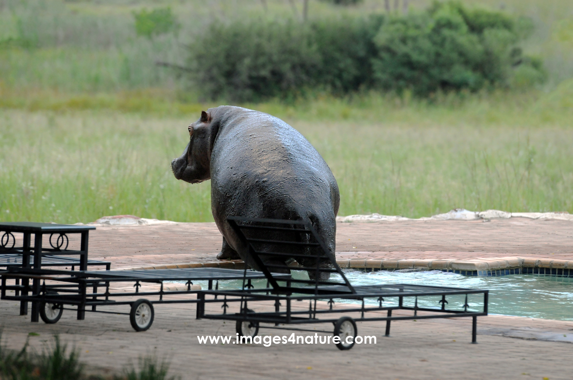 Hippopotamus exiting the stairs of a hotel swimming pool