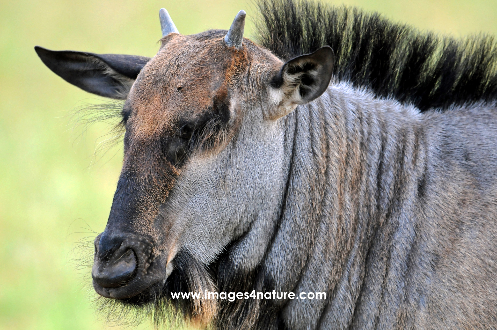 Portrait of a young gnu with little horns a its unique hairstyle