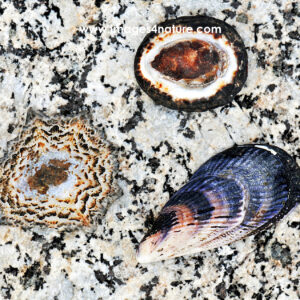 Three mussels and shells on a white rock with dark pattern