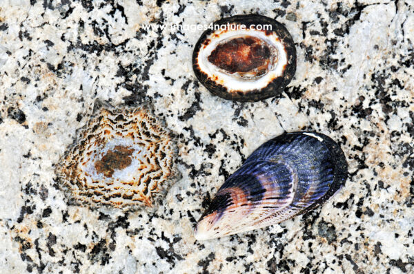 Three mussels and shells on a white rock with dark pattern