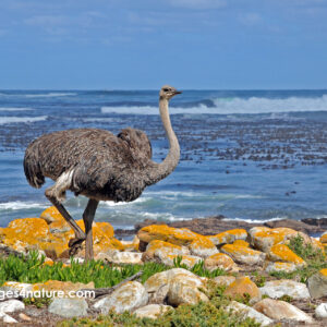 Single ostrich walking along a stony Cape Peninsula beach