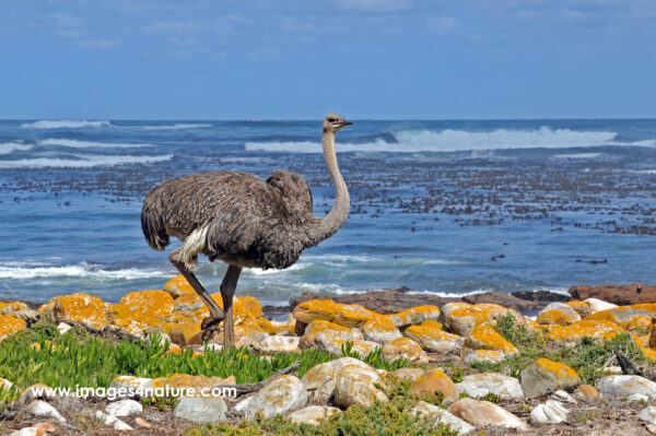Single ostrich walking along a stony Cape Peninsula beach