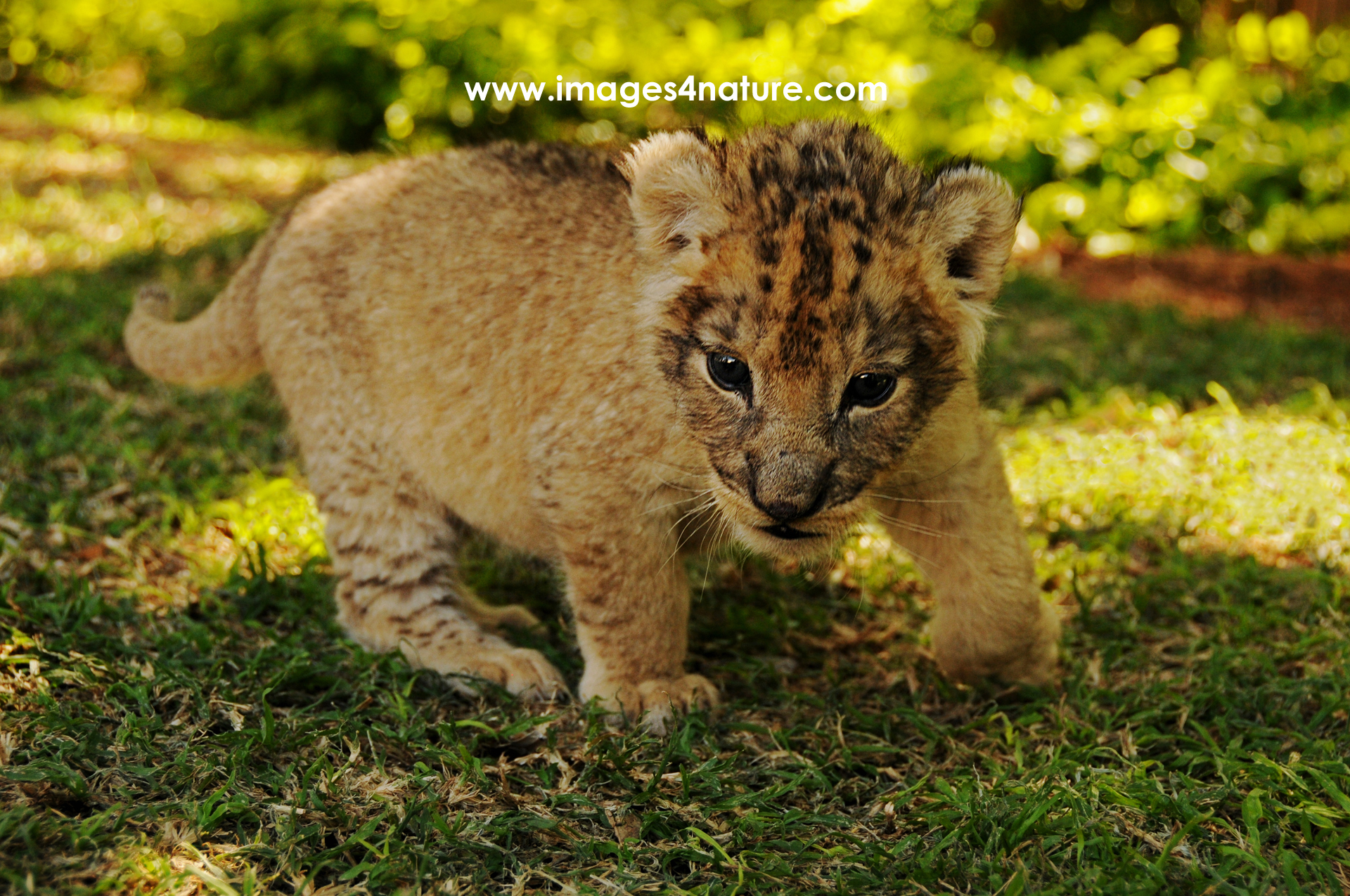 Close-up of cute lion cub exploring conservatory garden