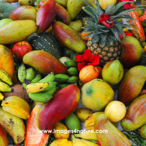 Colorful assortment of fresh uncut tropical fruit