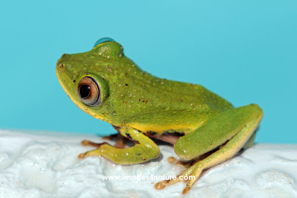 Seychelles green tree frog sitting at the edge of a swimming pool