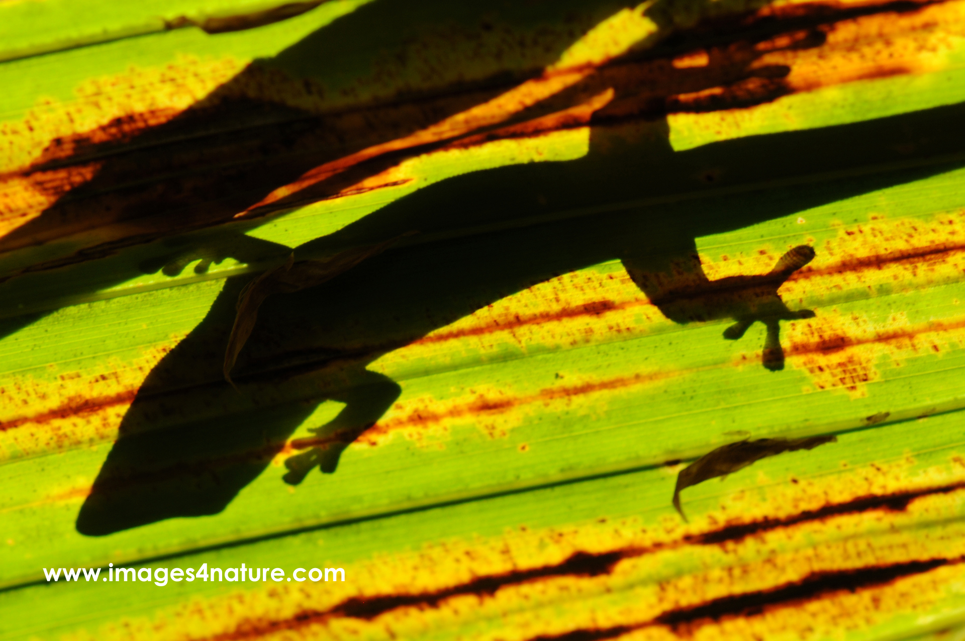 Shadow of lizzard seen from below through colorful leaf