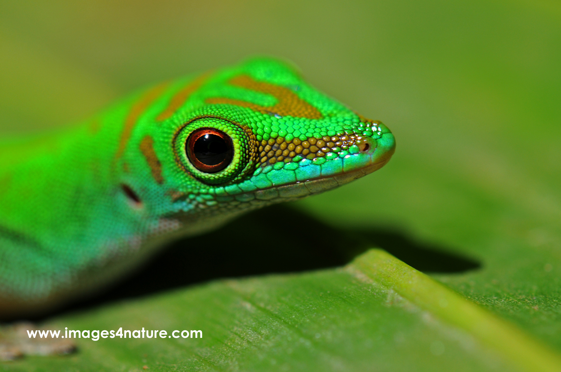 Close-up of green lizzard sitting on a green leaf