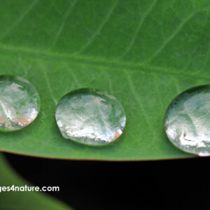 Green leaf with three raindrops lined up on its edge