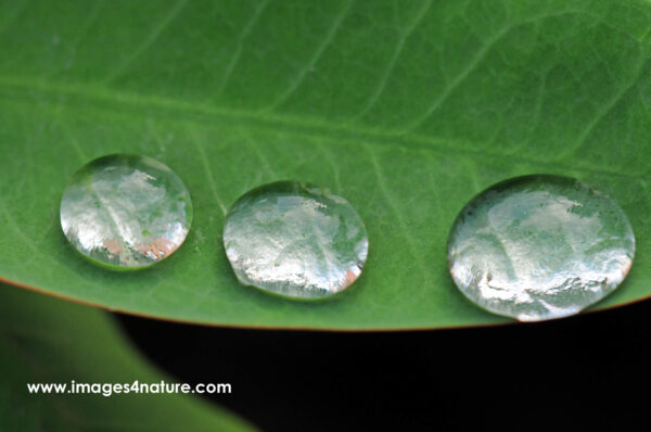 Green leaf with three raindrops lined up on its edge