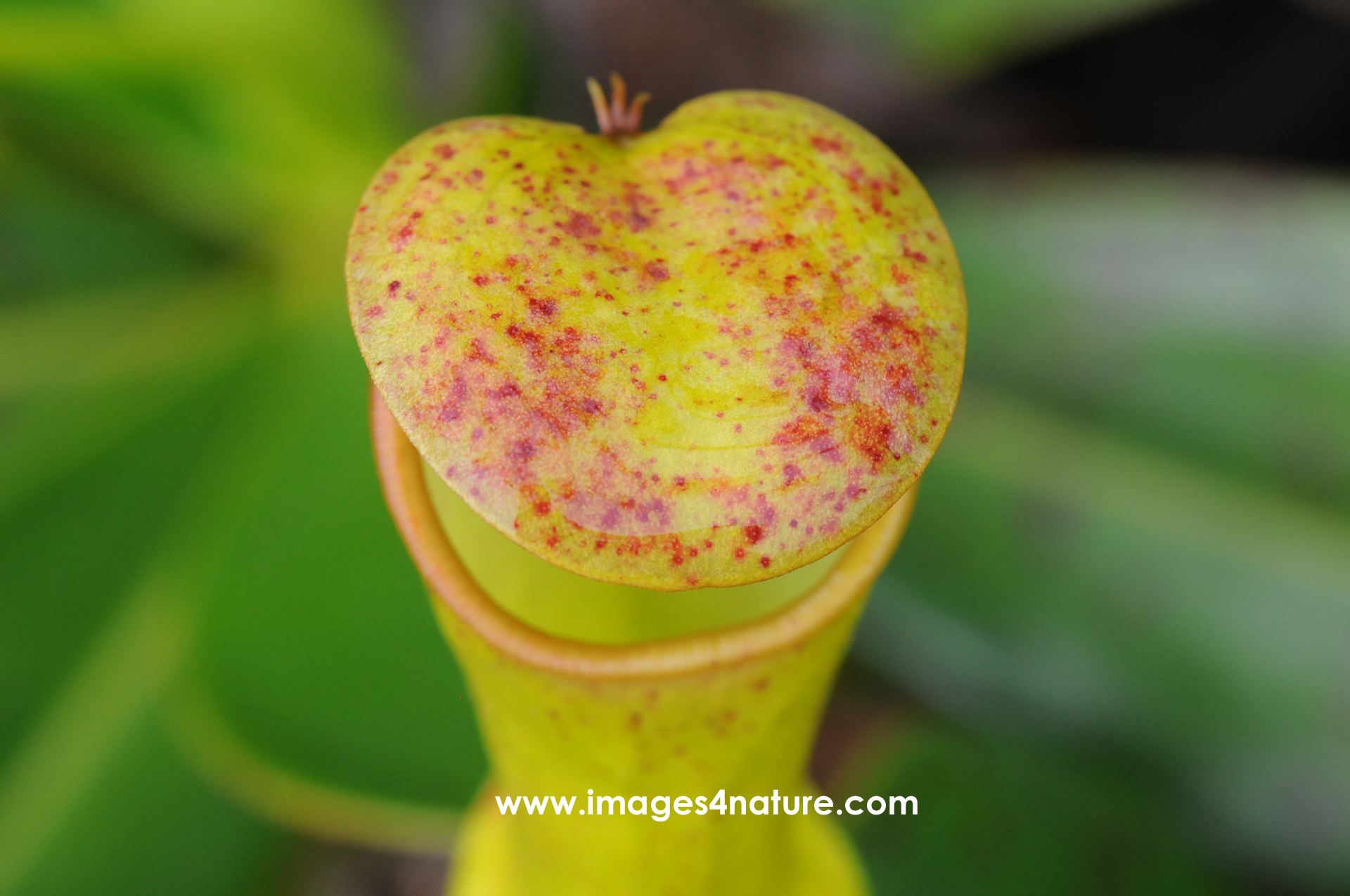 Closeup of yellow pitcher carnivorous plant with red dots