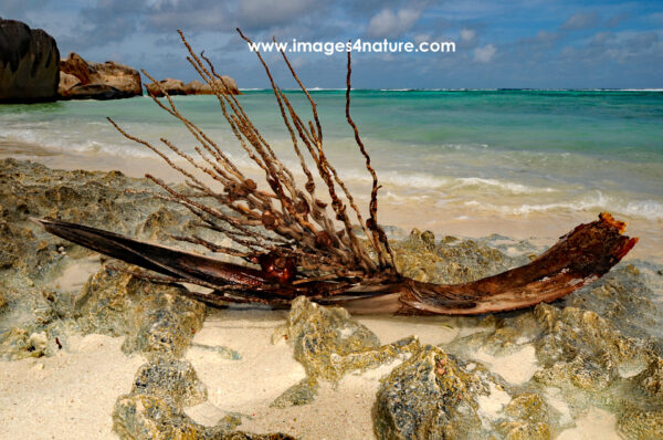 Branch of coconut tree lying on a beautiful tropical beach