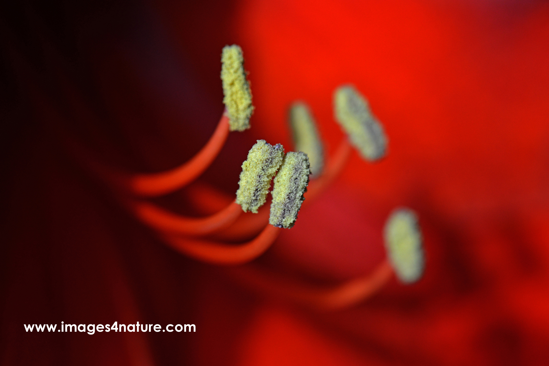 Macro shot of red amaryllis flower with pollen