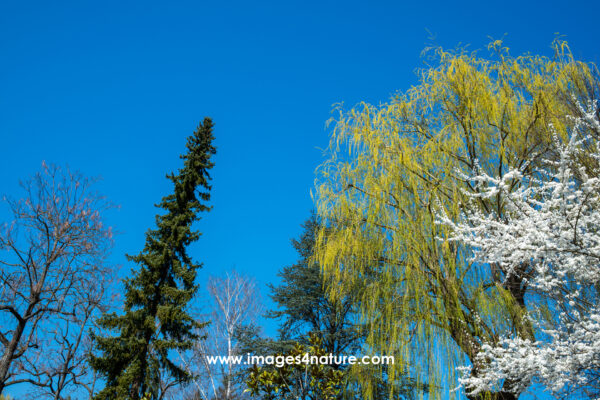 A diverse lineup of trees in spring against blue sky