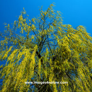 Low angle view of weeping willow tree with fresh green leaves