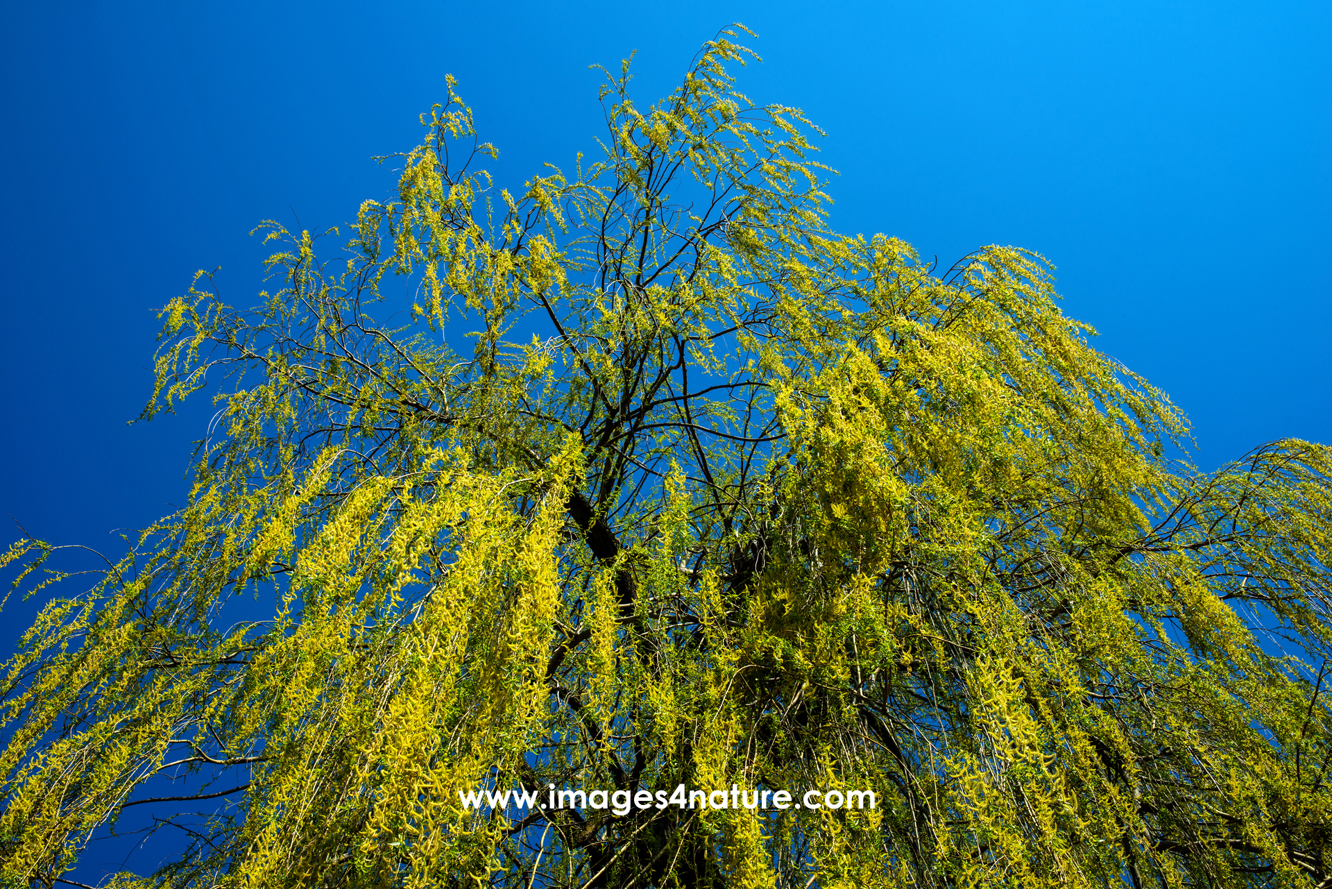 Low angle view of weeping willow tree with fresh green leaves