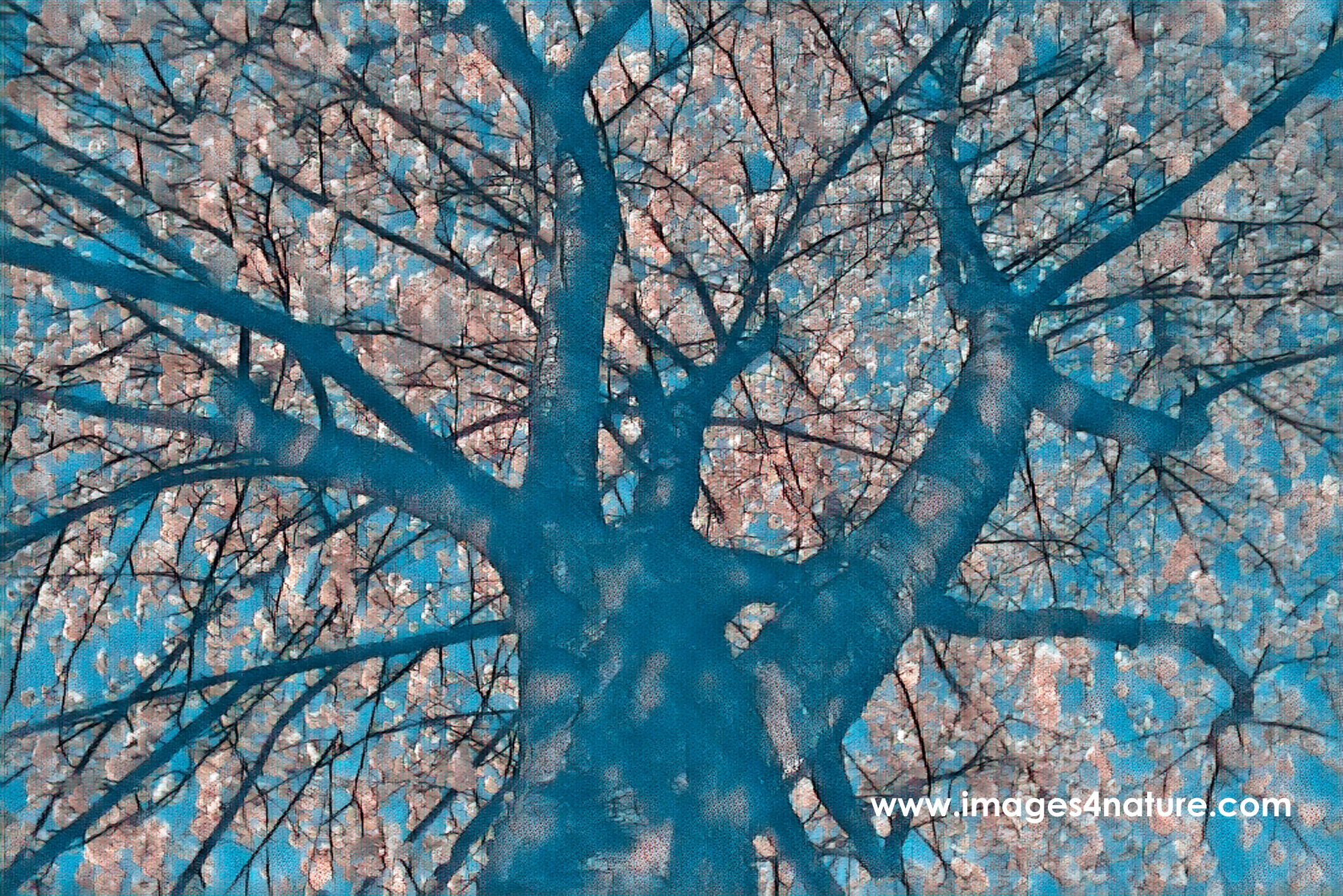 Digital painting with low-angle view of cherry tree in full bloom