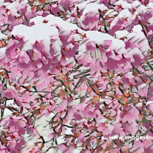Abstract digital painting of pink cherry blossoms