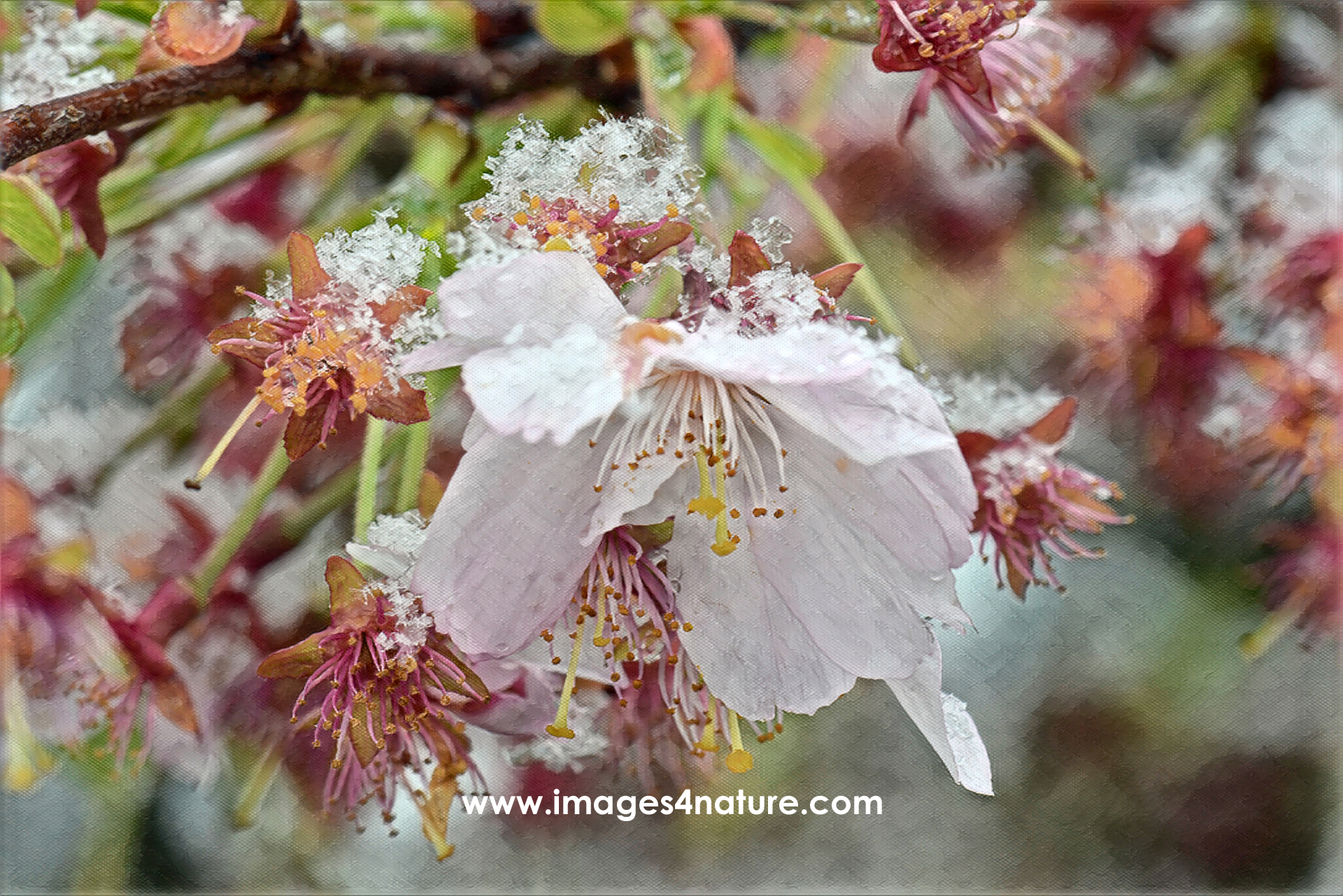 Red and pink cherry blossoms covered with snowflakes