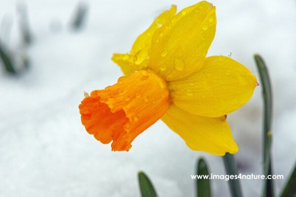 Wet yellow orange daffodil flowerhead in the snow