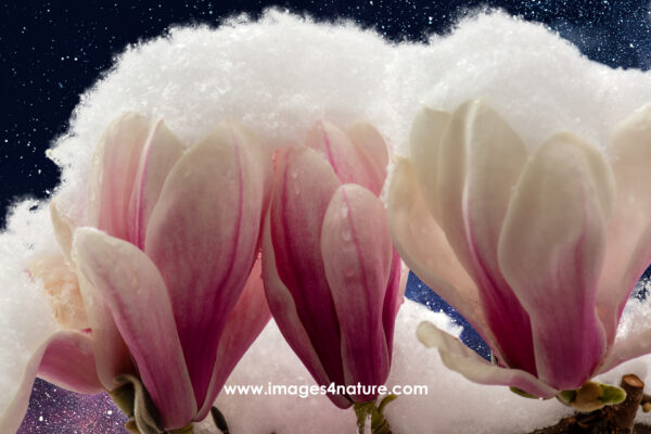 Magnolia flowers covered by powder snow against starry sky