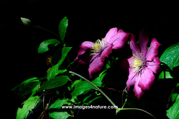 Close up of magenta clematis flowers against black background