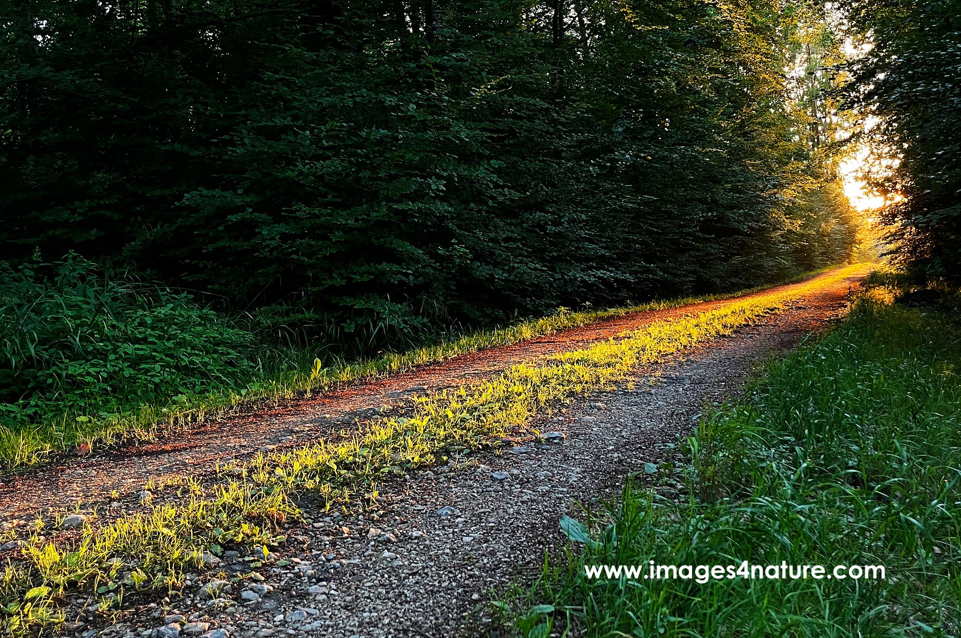 Gravel road in the forest leading into the evening sun