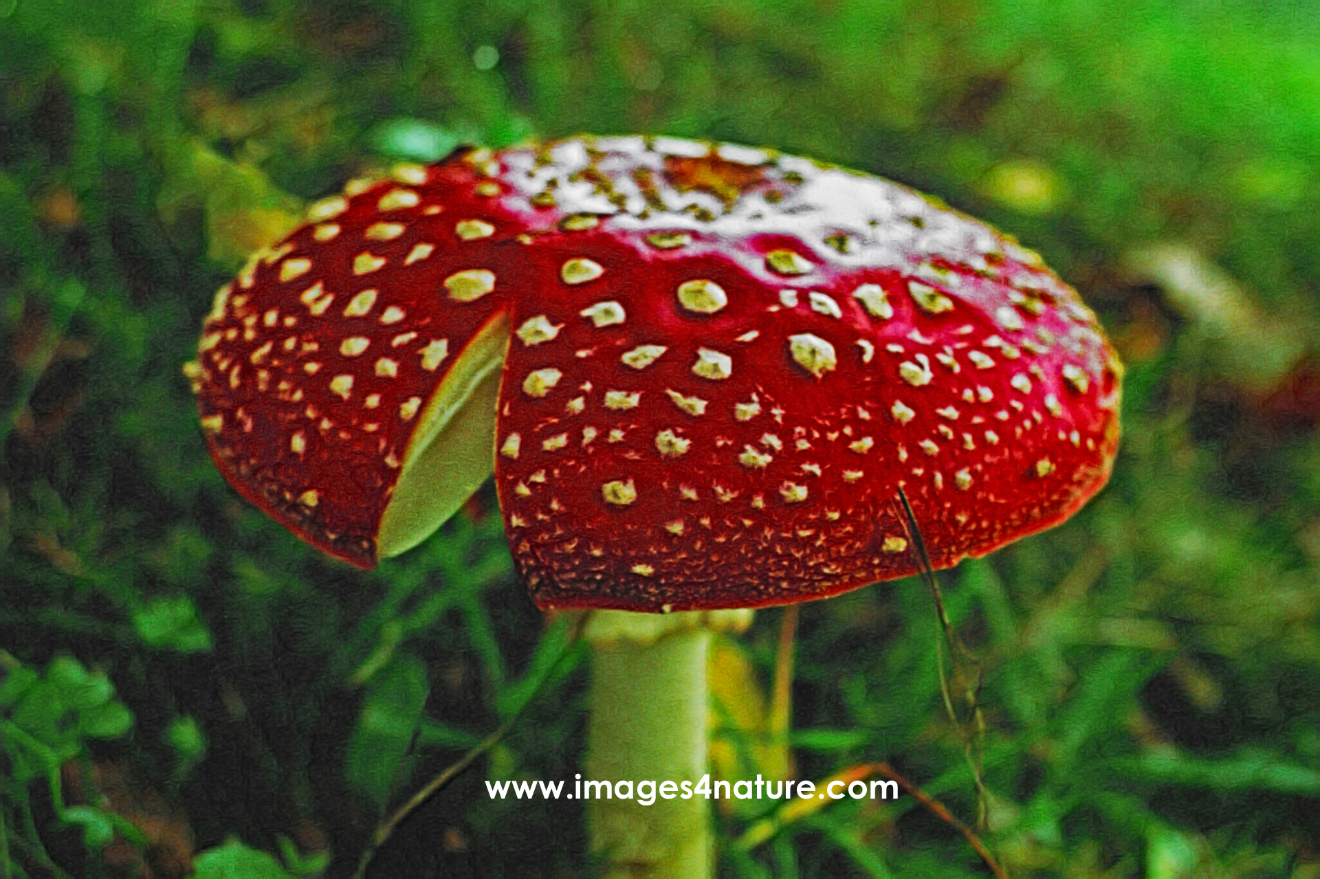 Close up of red fly agaric mushroom with cut in its umbrella