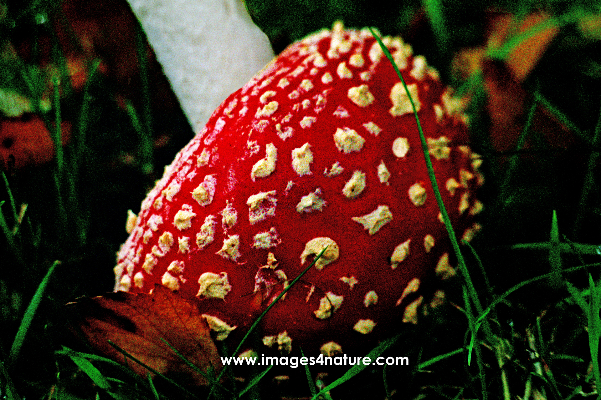 A fallen fly agaric mushroom lying on its side in the grass