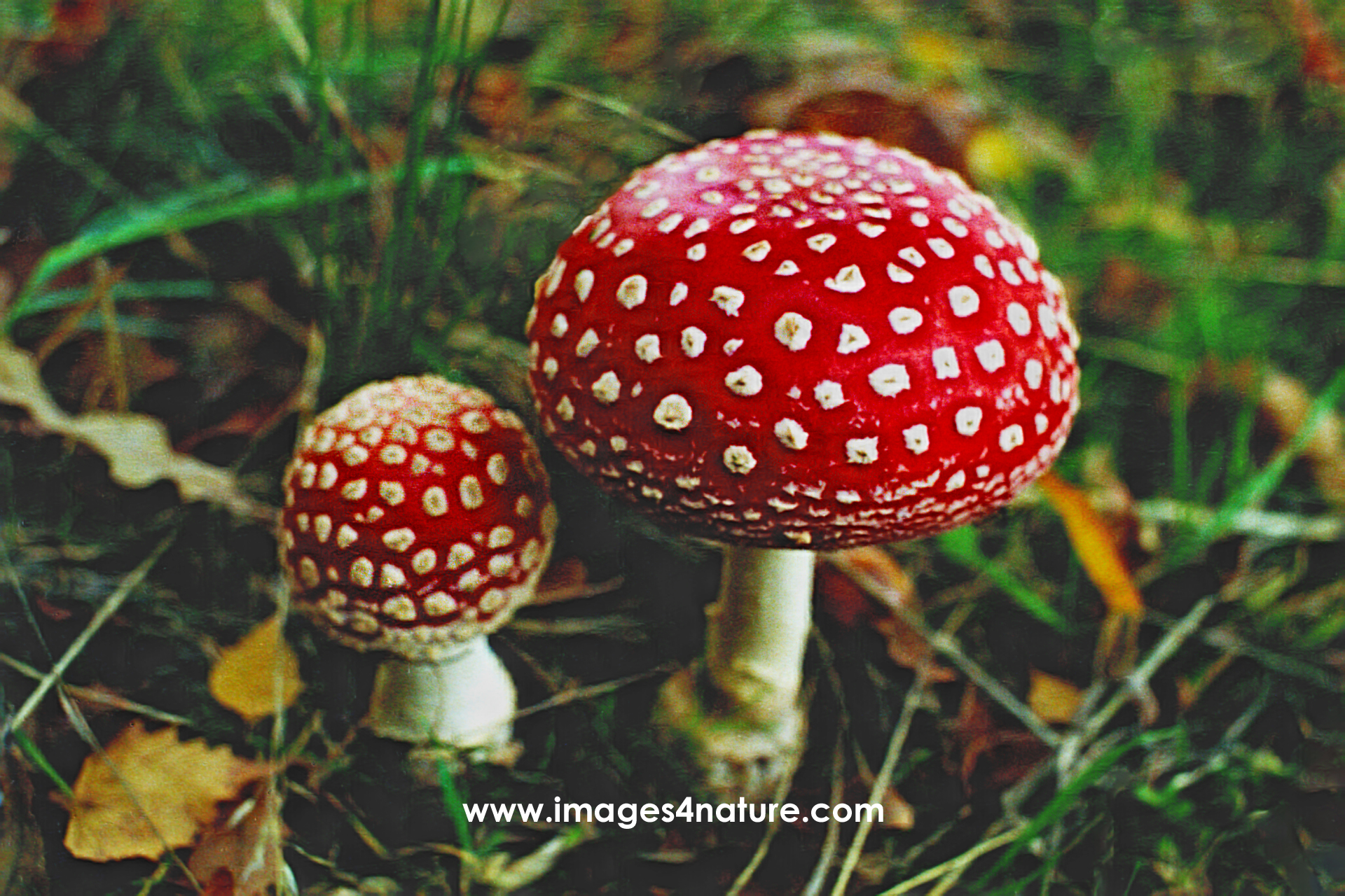 One large and one small fly agaric mushroom on grass