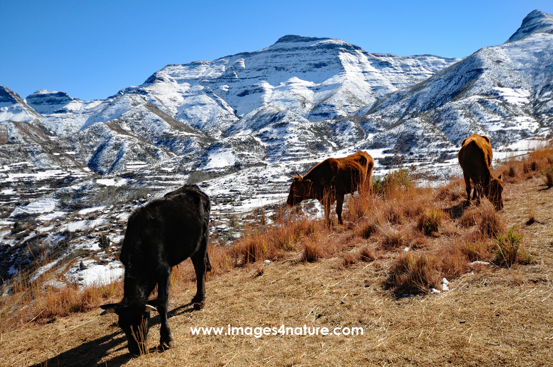 three cows feeding on grass pasture in the Lesotho highlands with snow covered mountain peaks