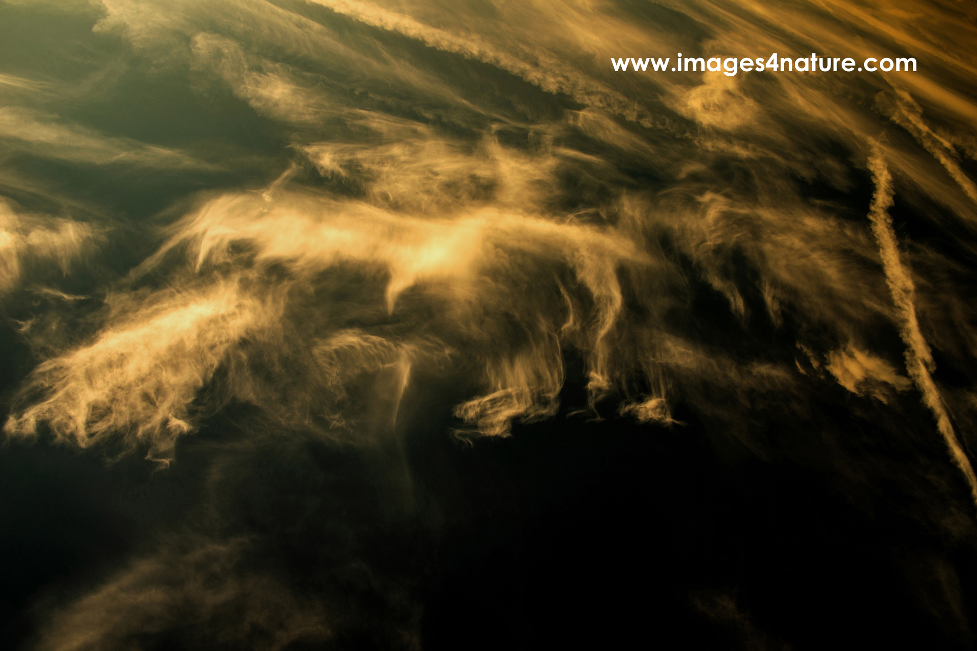 Yellow cloud shaped like an eagle illuminated by the evening sun