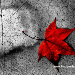 Intense red colored maple leaf on black and white clay tile