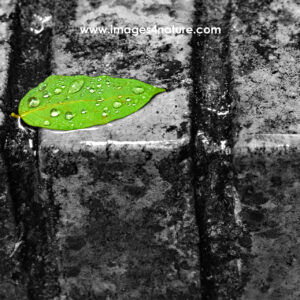 Closeup of green leaf with raindrops on black and white bricks