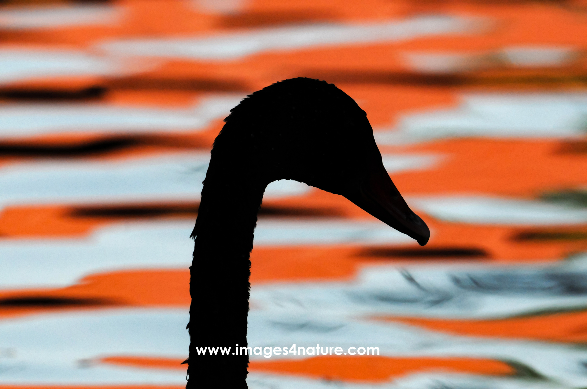 Silhouette of black swan against colorful orange water reflections