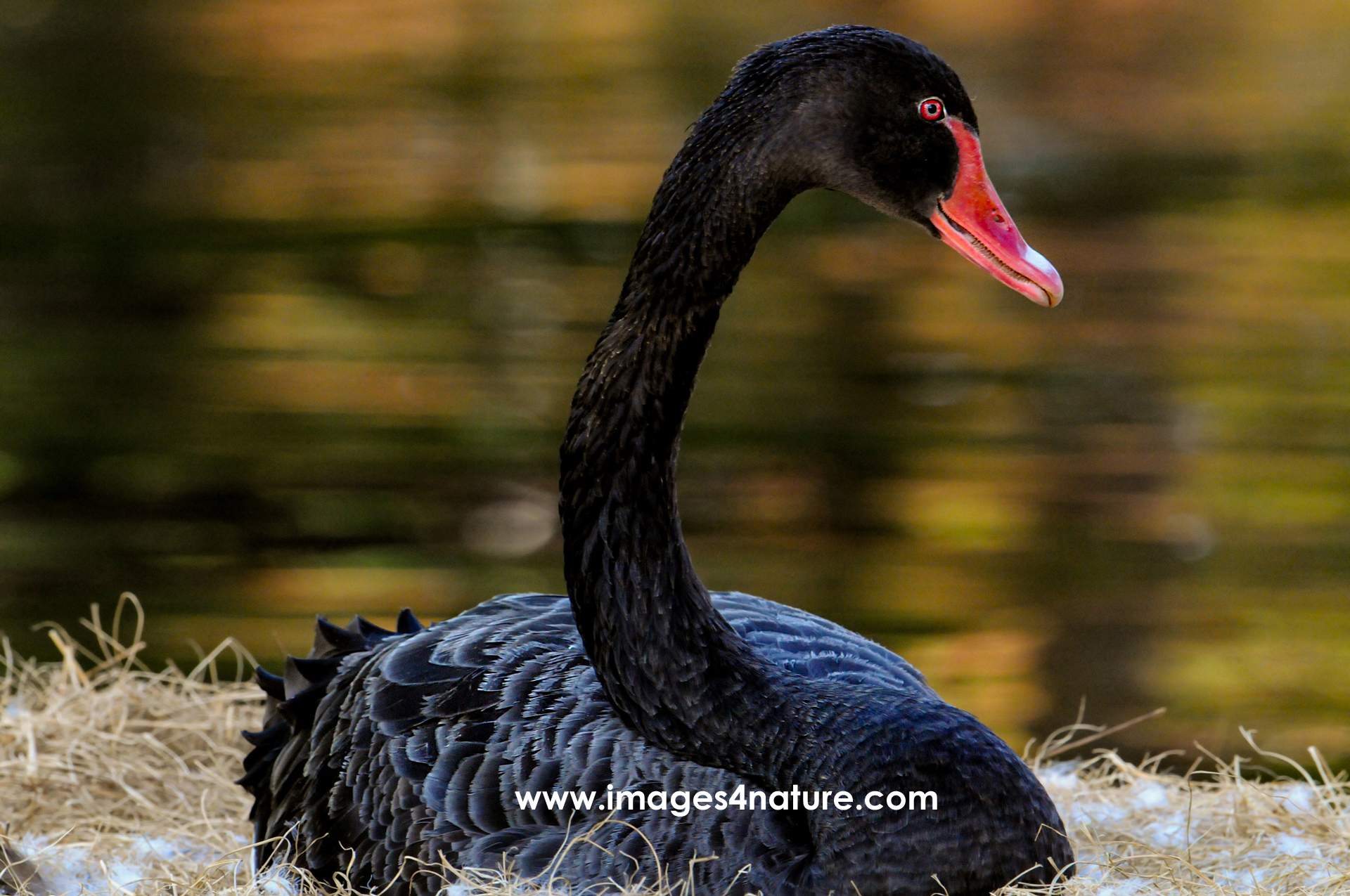 Side view of black swan with red beak resting in its nest