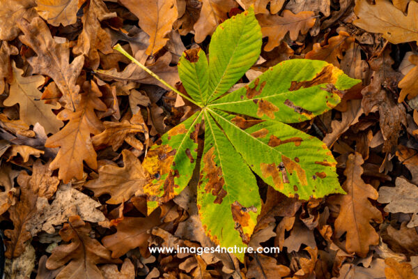 Colorful autumn chestnut tree leaf on bed of brown oak leaves
