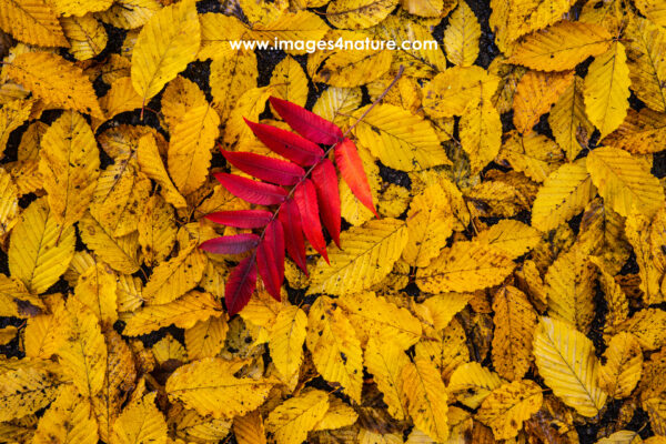 Colorful autumn staghorn tree leaf on bed of yellow beech leaves