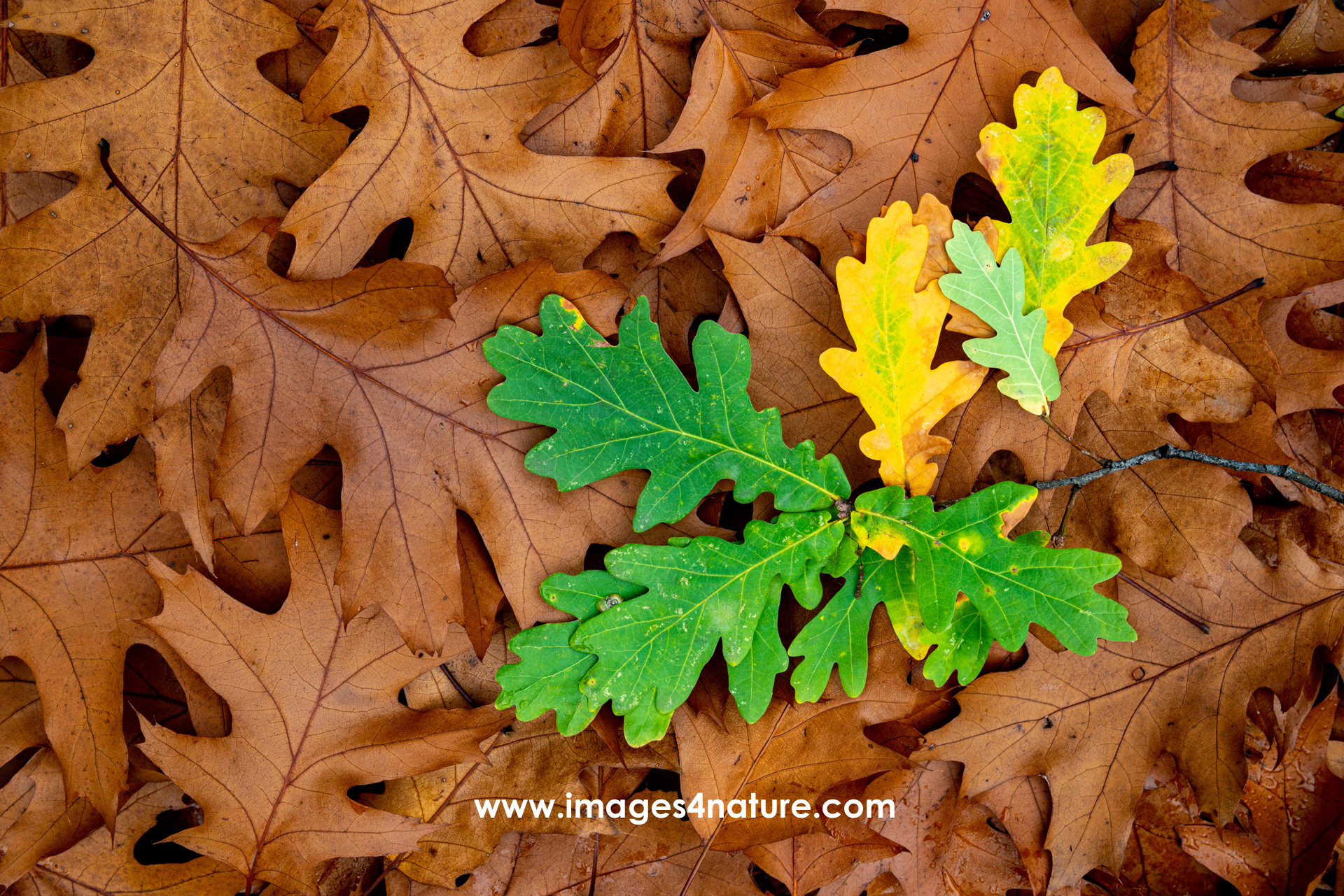 Colorful autumn oak tree leaf on bed of brown red oak leaves