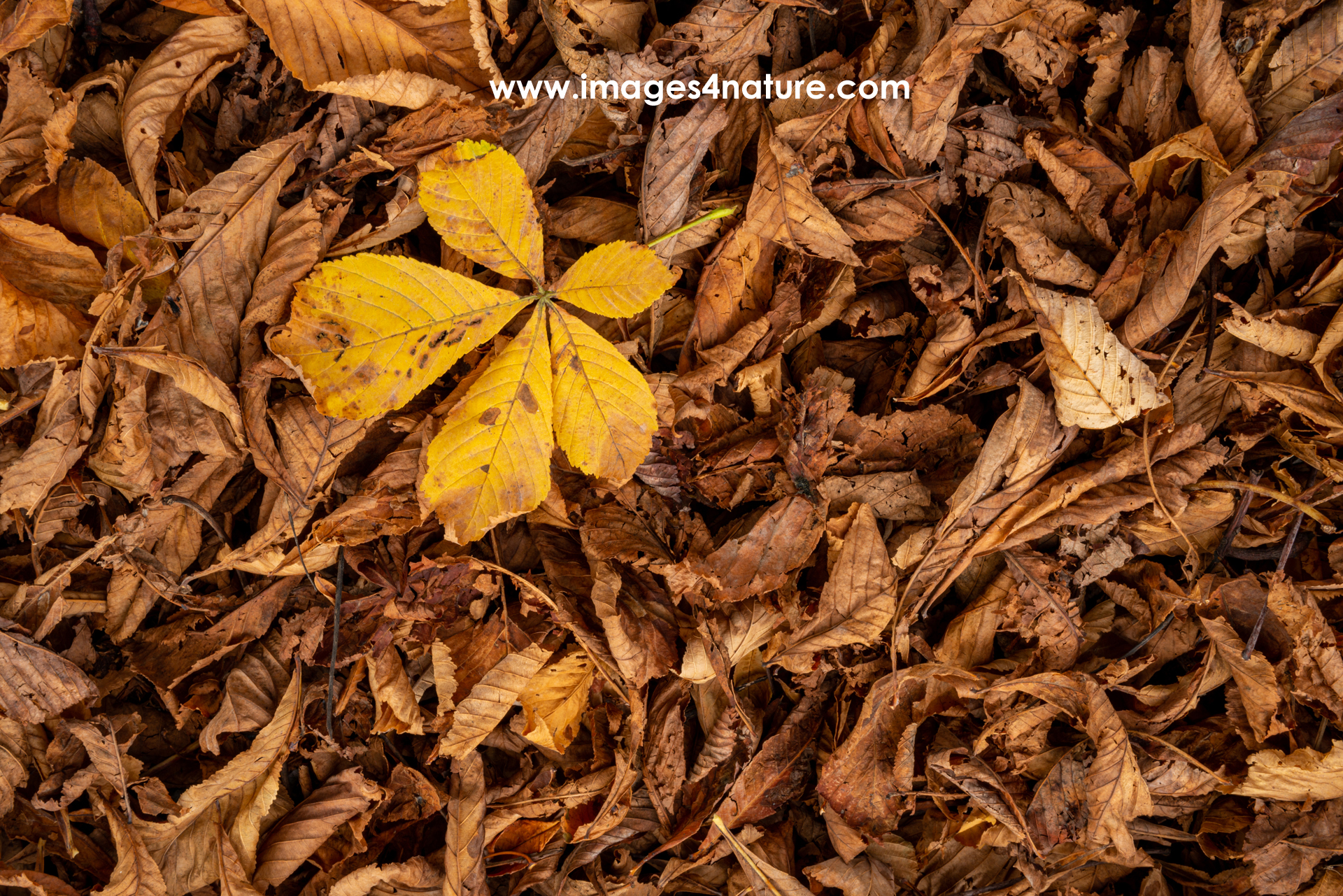 Colorful autumn chestnut tree leaf on bed of brown beech leaves