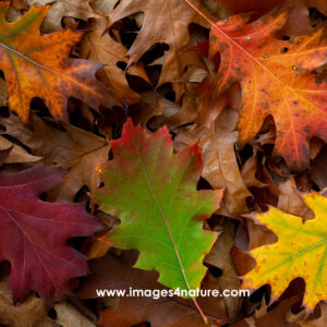 Colorful red oak autumn leaves on bed of brown oak leaves